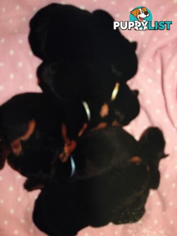 Rottweiler puppies