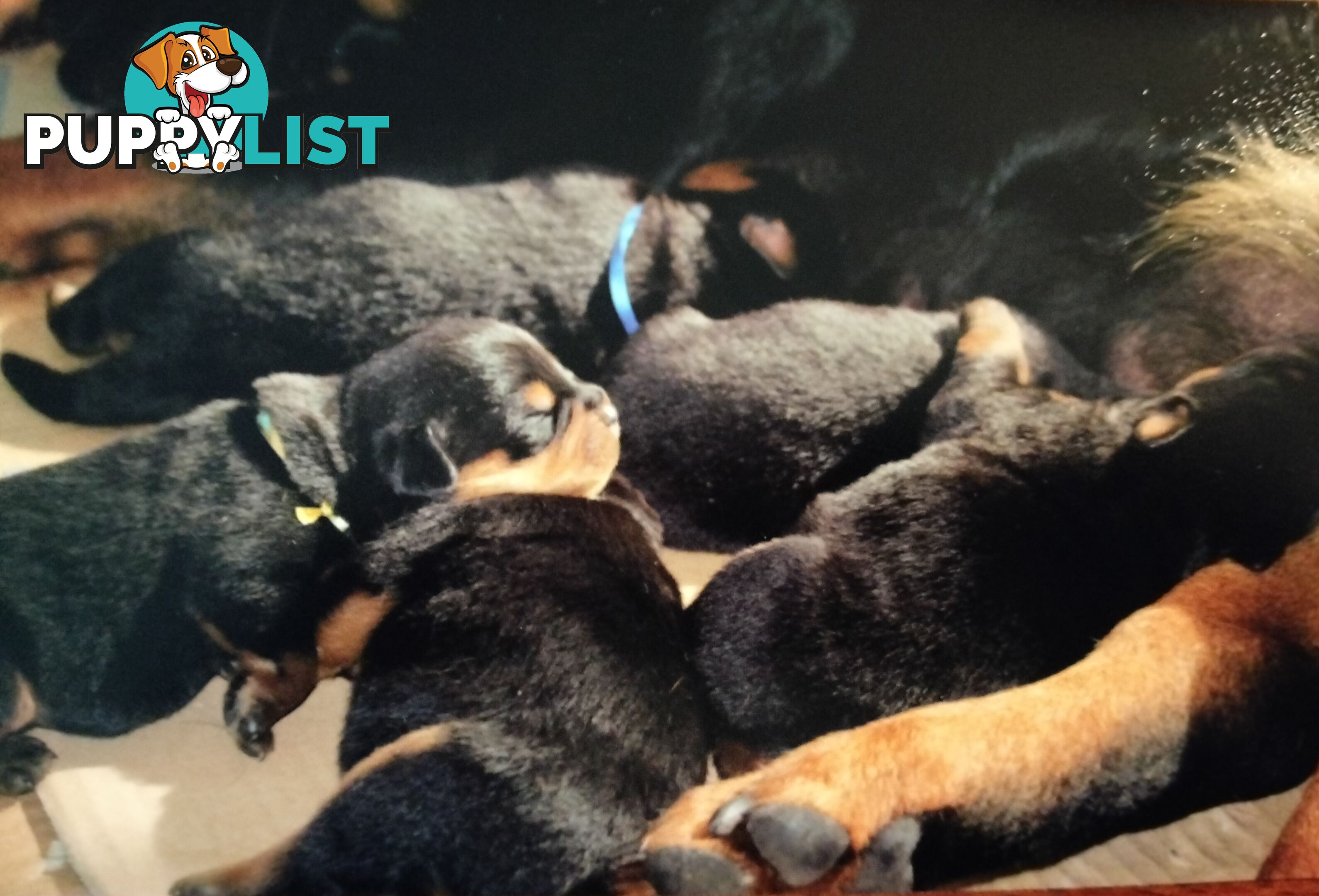 Rottweiler puppies