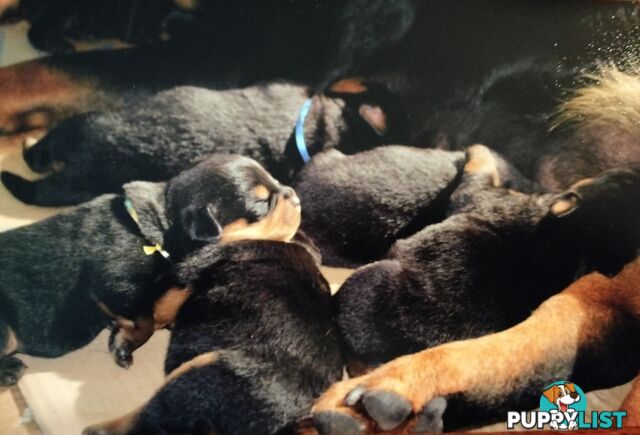 Rottweiler puppies