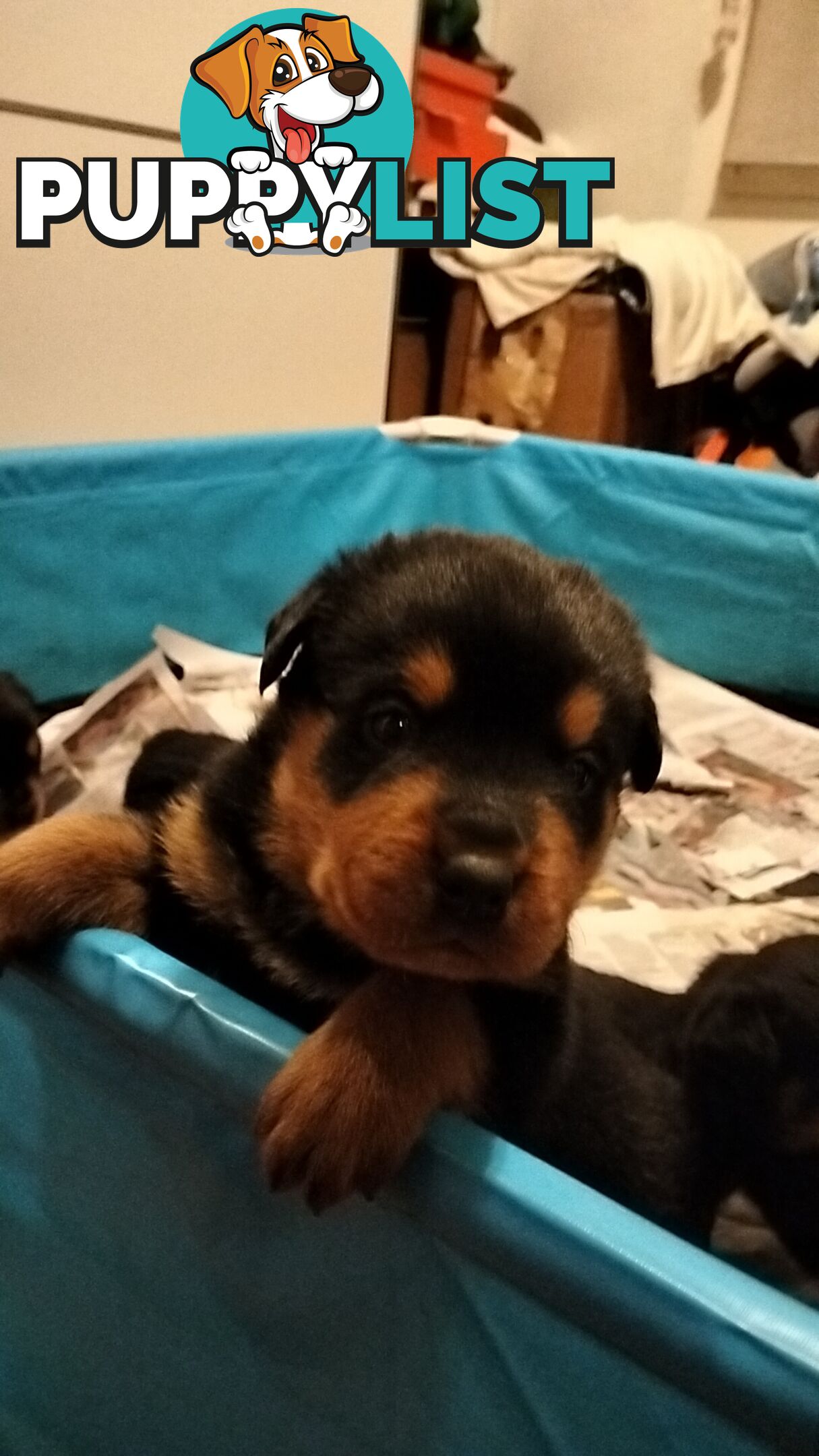 Rottweiler puppies