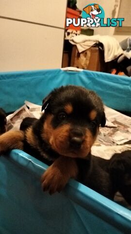 Rottweiler puppies