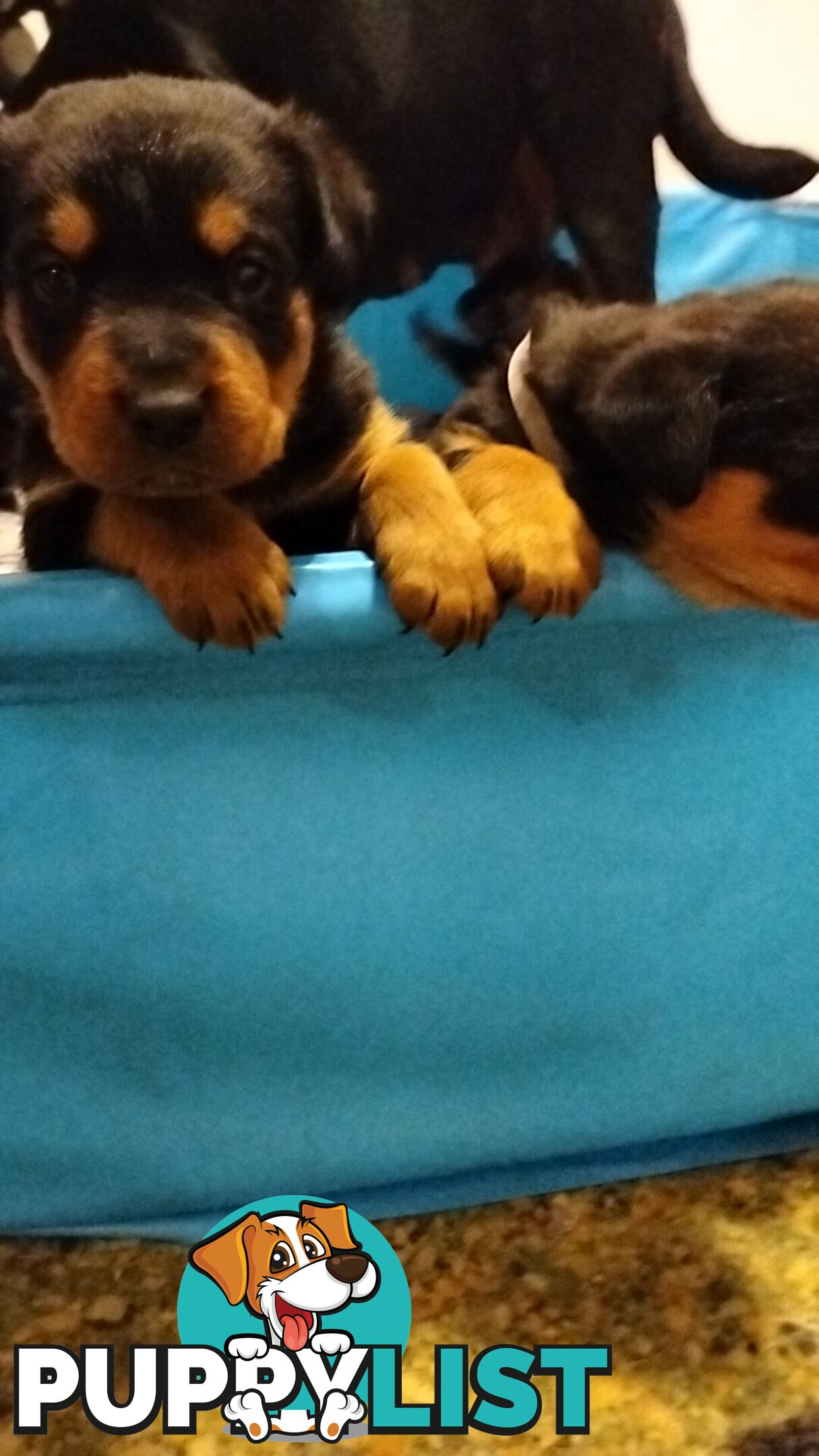 Rottweiler puppies