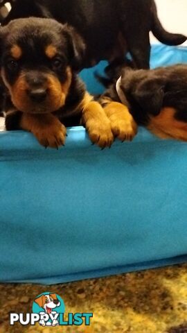 Rottweiler puppies