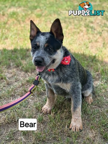 Blue Heelers