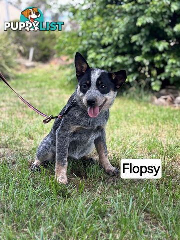 Blue Heelers