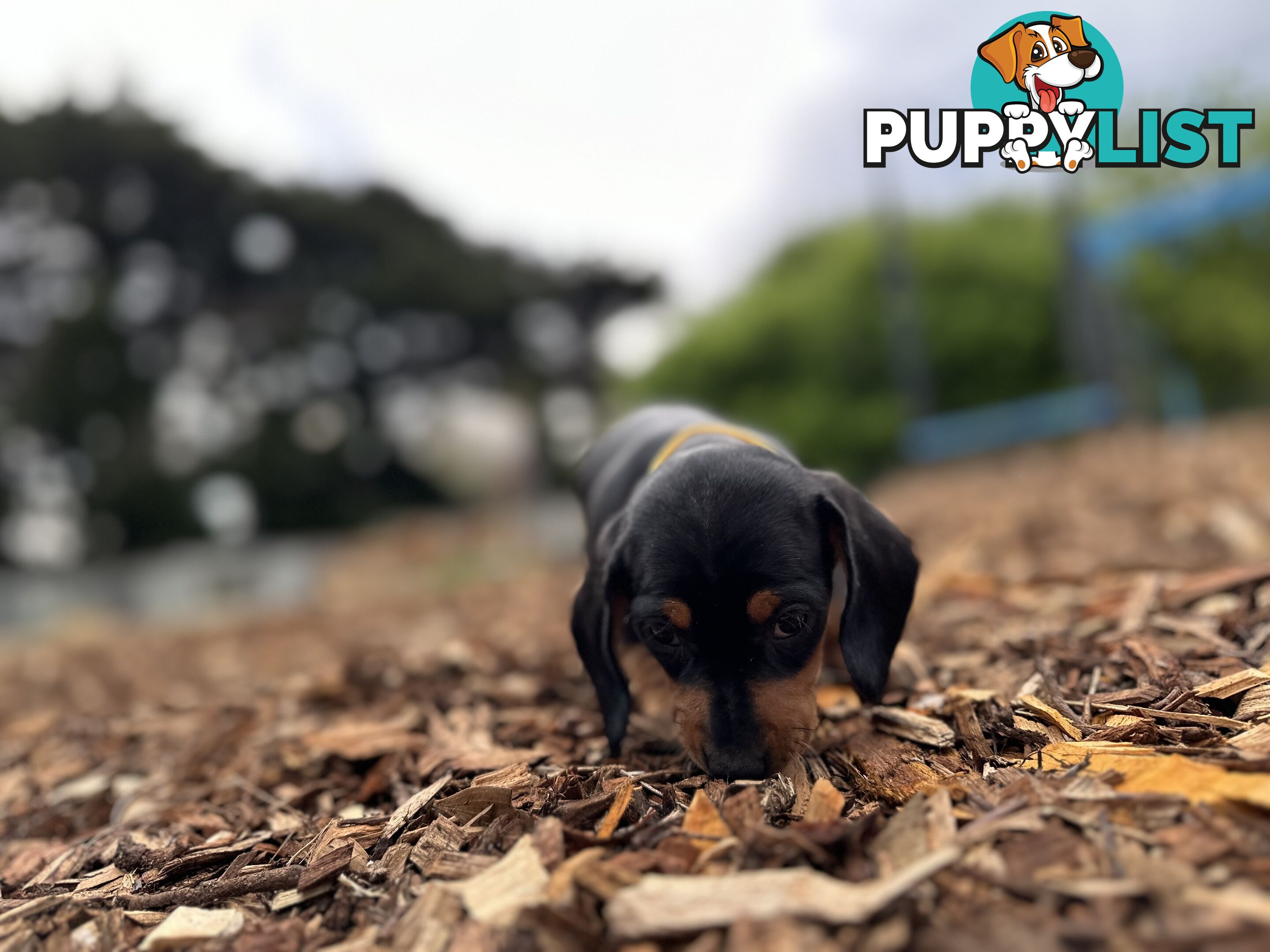 Dachshund Puppies