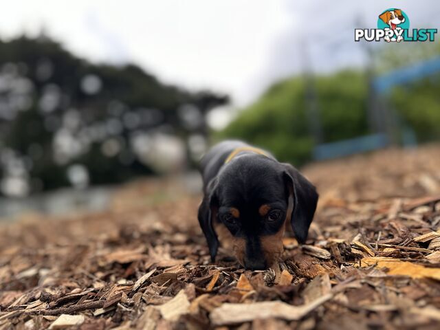 Dachshund Puppies