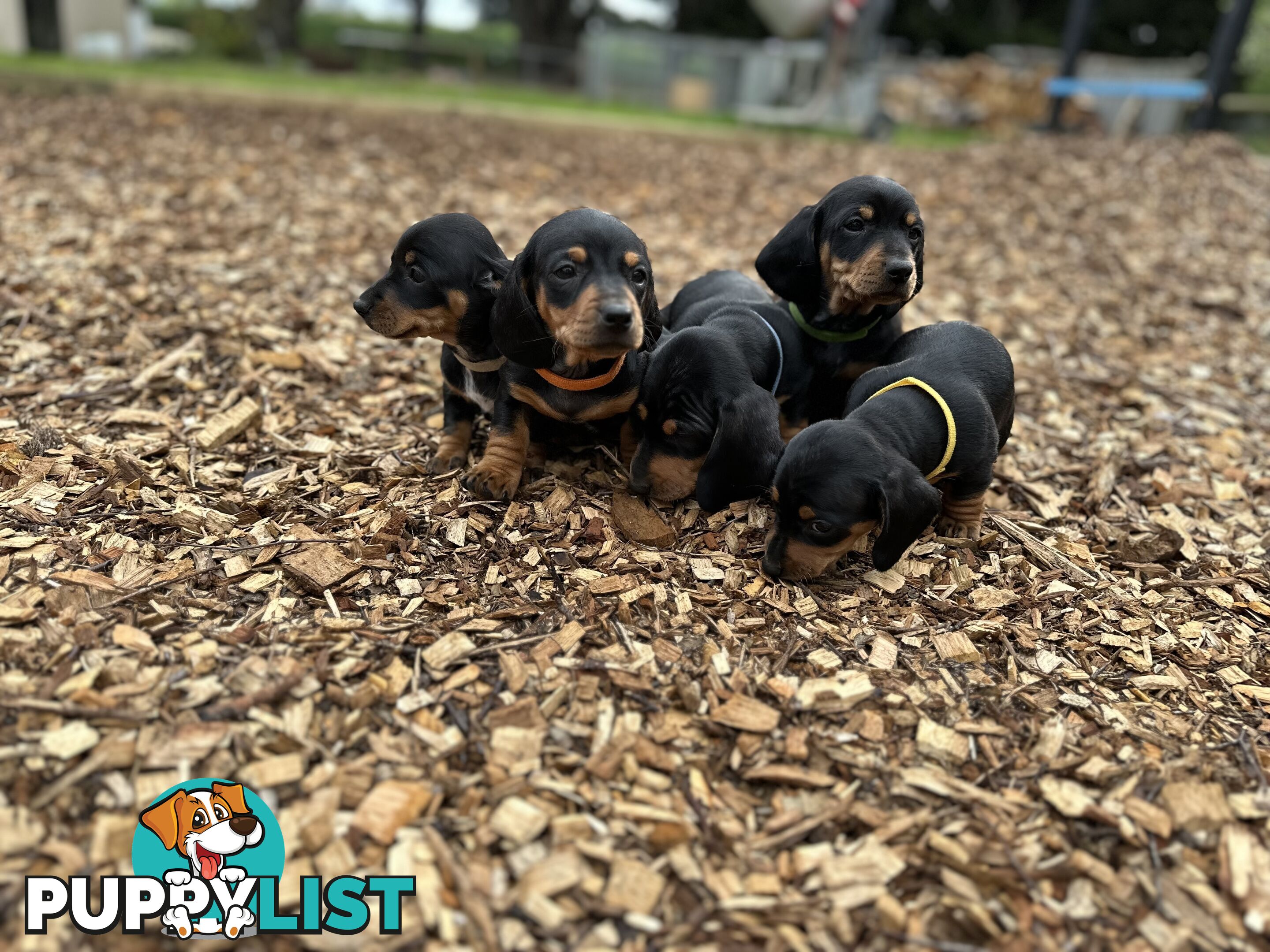 Dachshund Puppies