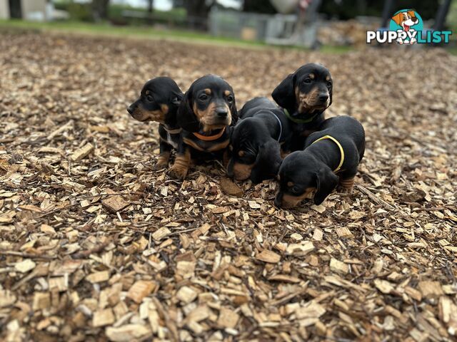 Dachshund Puppies