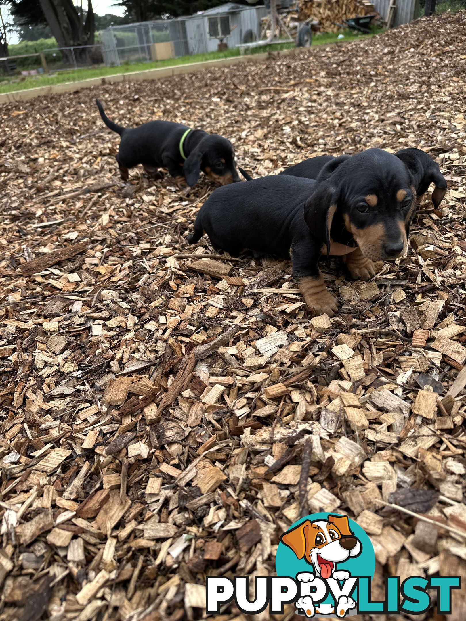 Dachshund Puppies