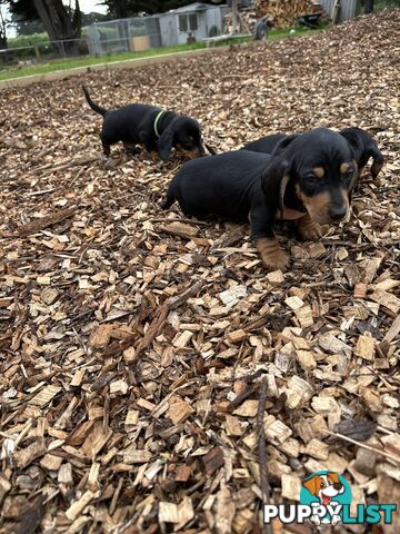 Dachshund Puppies