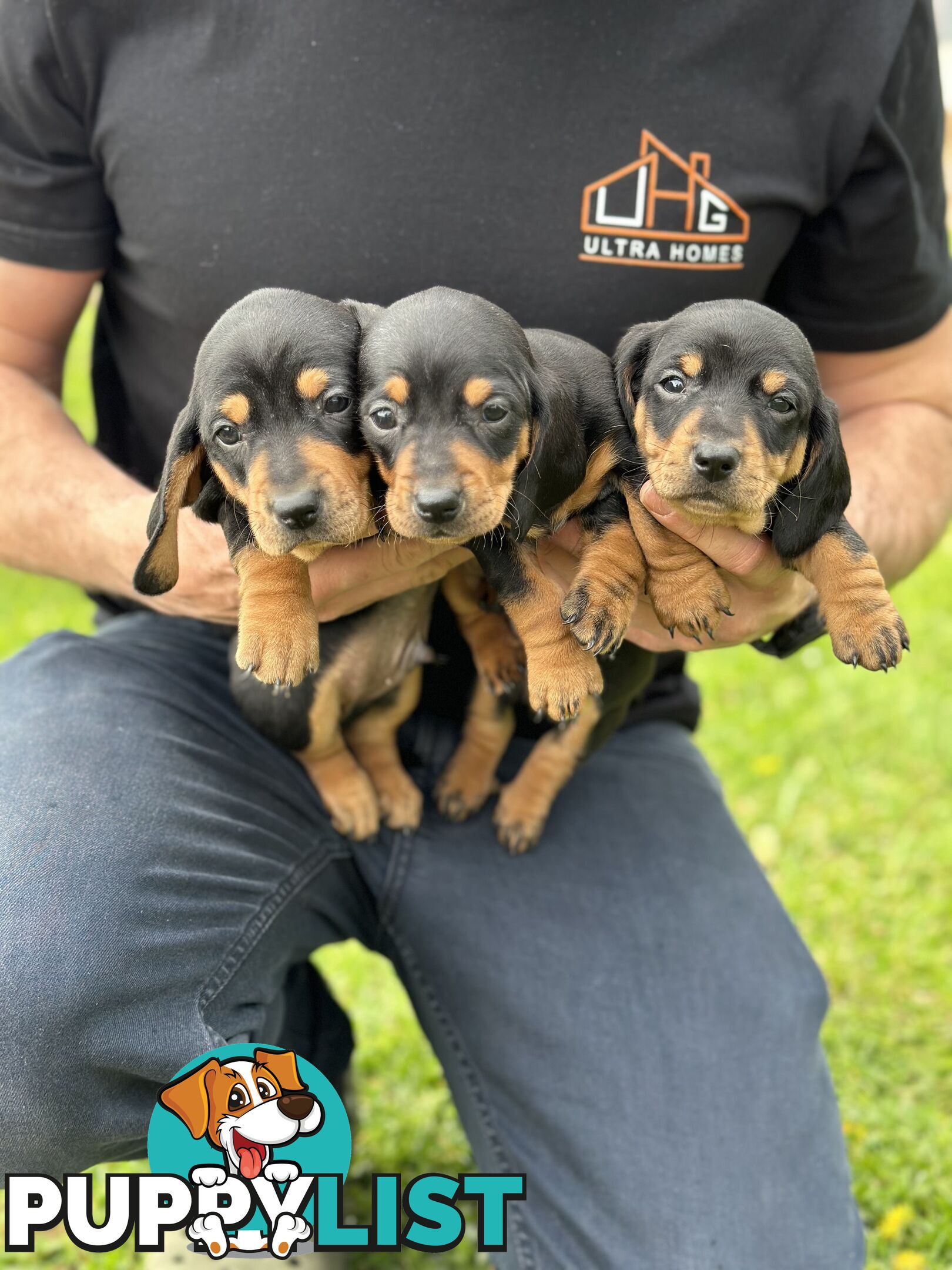 Dachshund Puppies