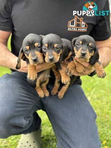 Dachshund Puppies