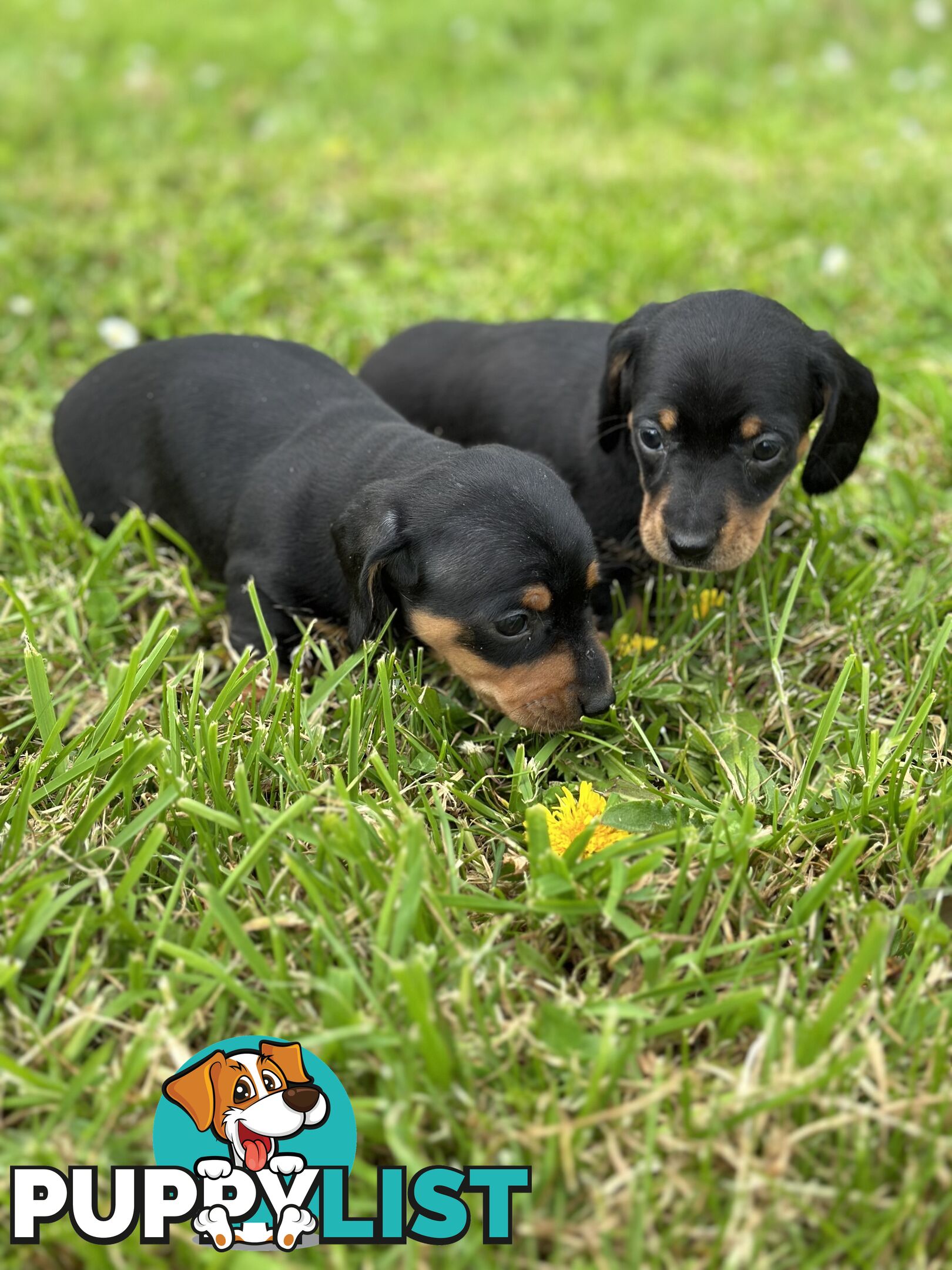 Dachshund Puppies