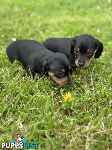 Dachshund Puppies