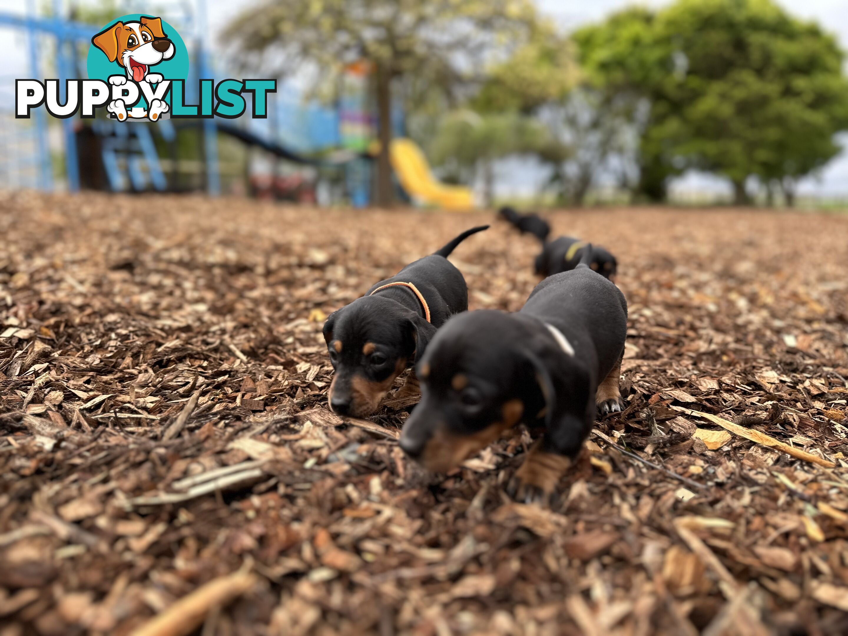 Dachshund Puppies