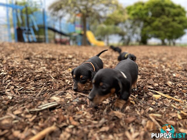 Dachshund Puppies