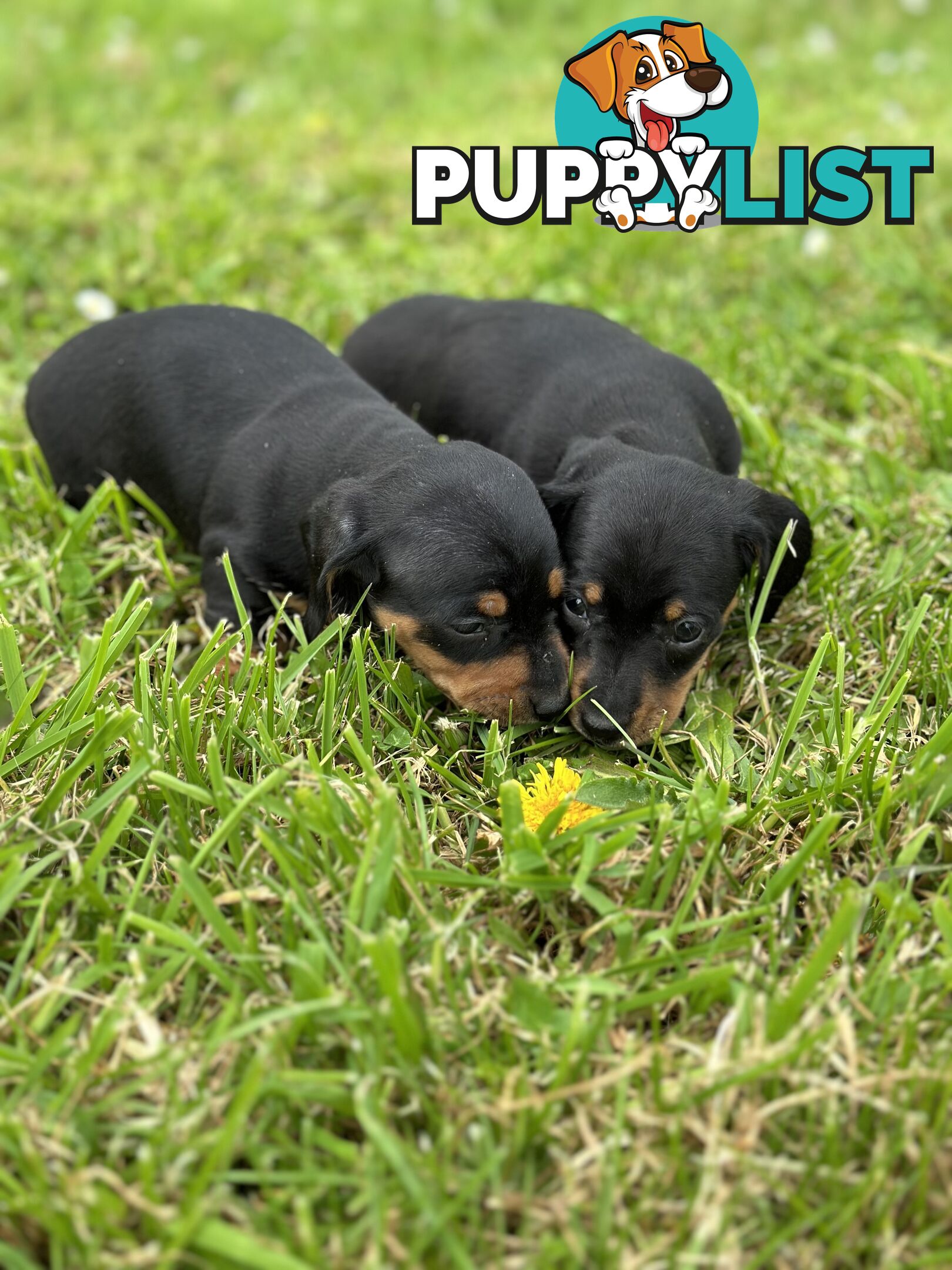 Dachshund Puppies