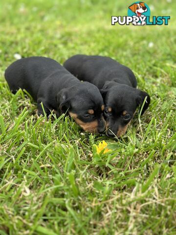 Dachshund Puppies