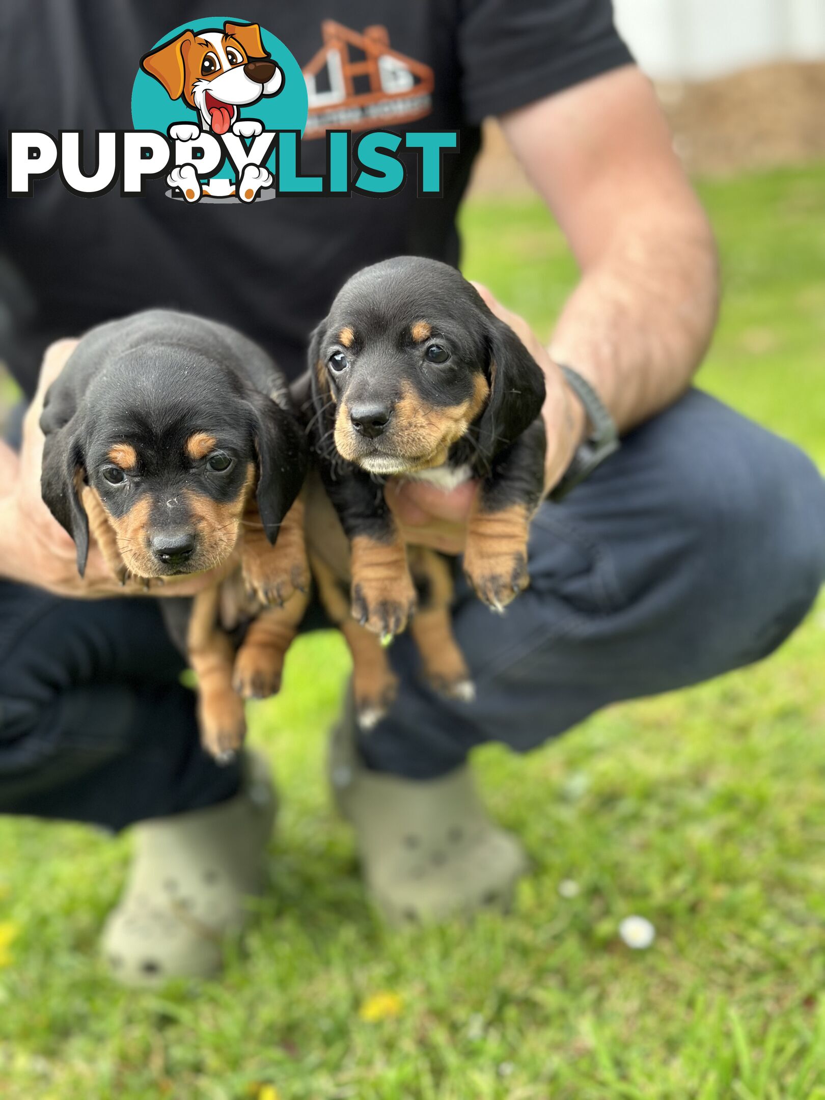 Dachshund Puppies