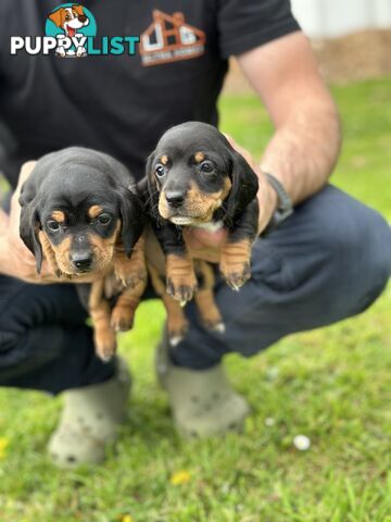 Dachshund Puppies