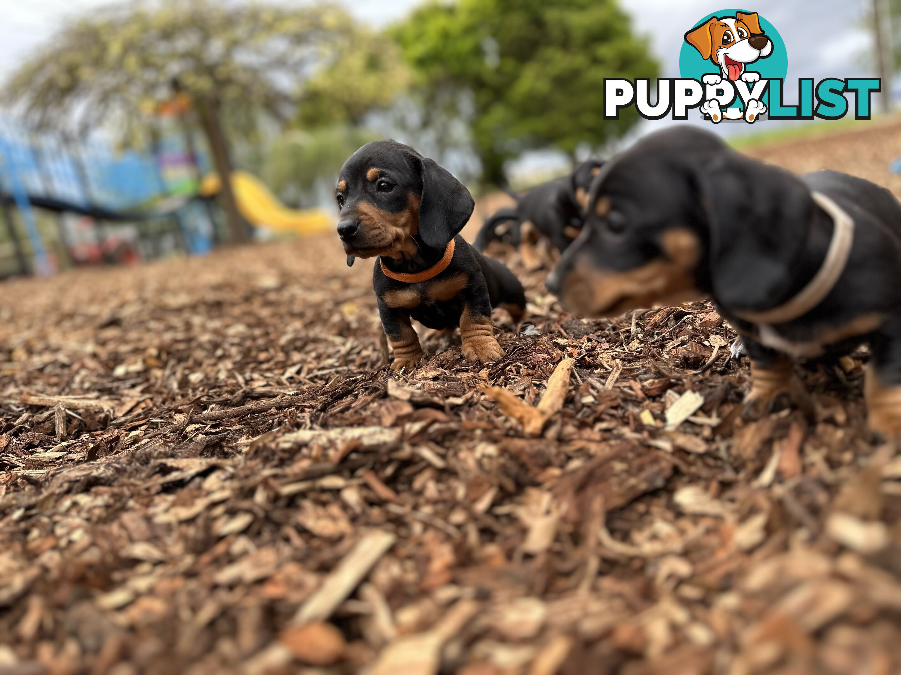 Dachshund Puppies