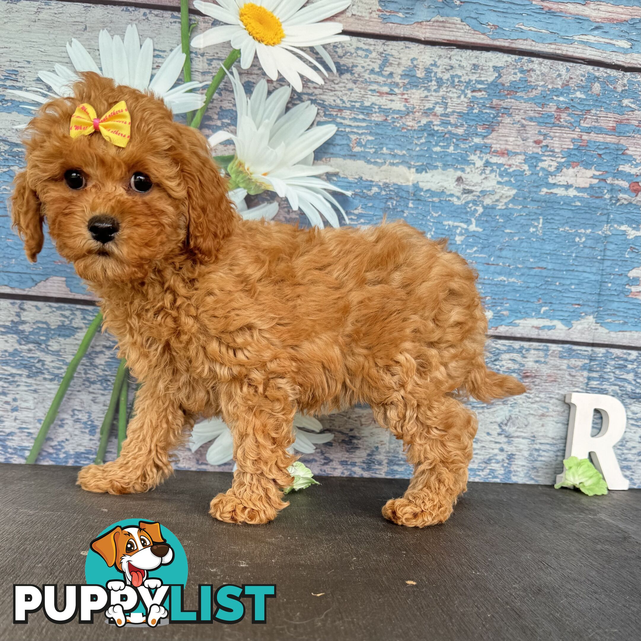Toy Cavoodle Puppies