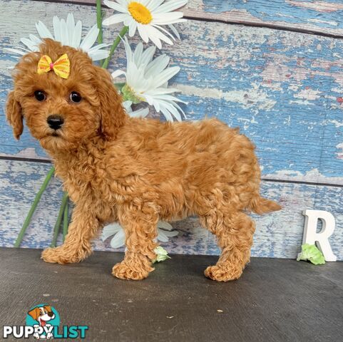 Toy Cavoodle Puppies