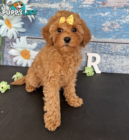 Toy Cavoodle Puppies