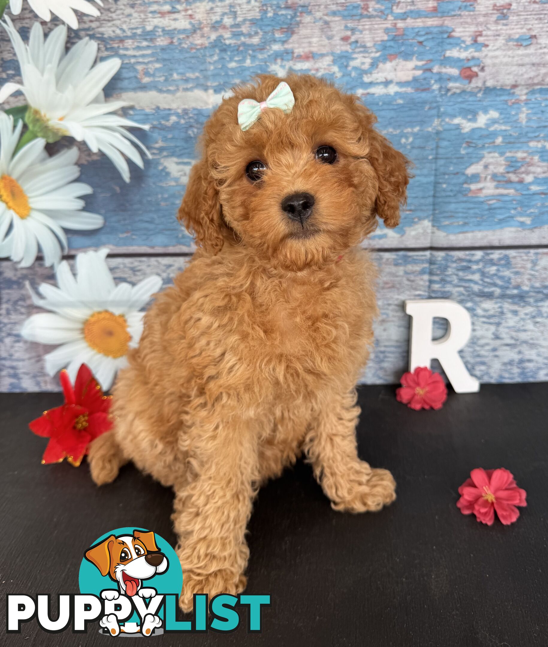 Toy Cavoodle Puppies
