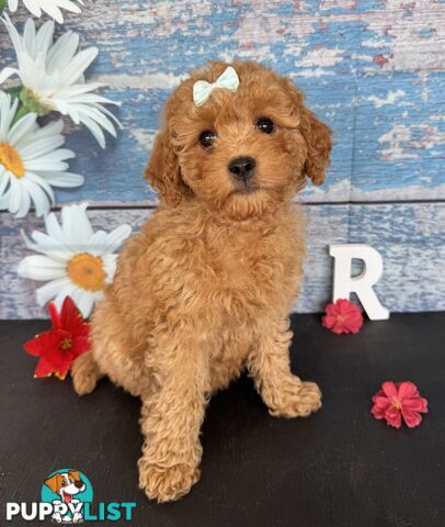 Toy Cavoodle Puppies