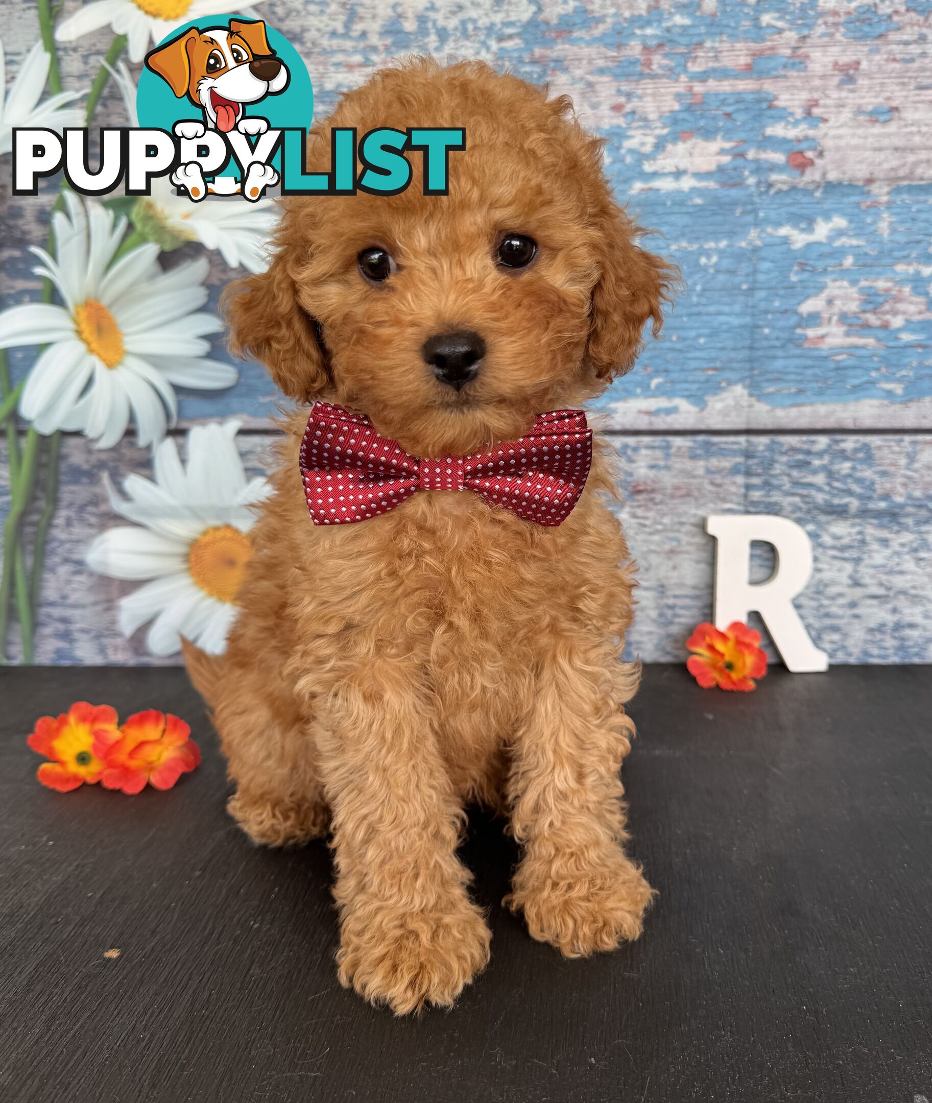 Toy Cavoodle Puppies