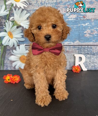Toy Cavoodle Puppies
