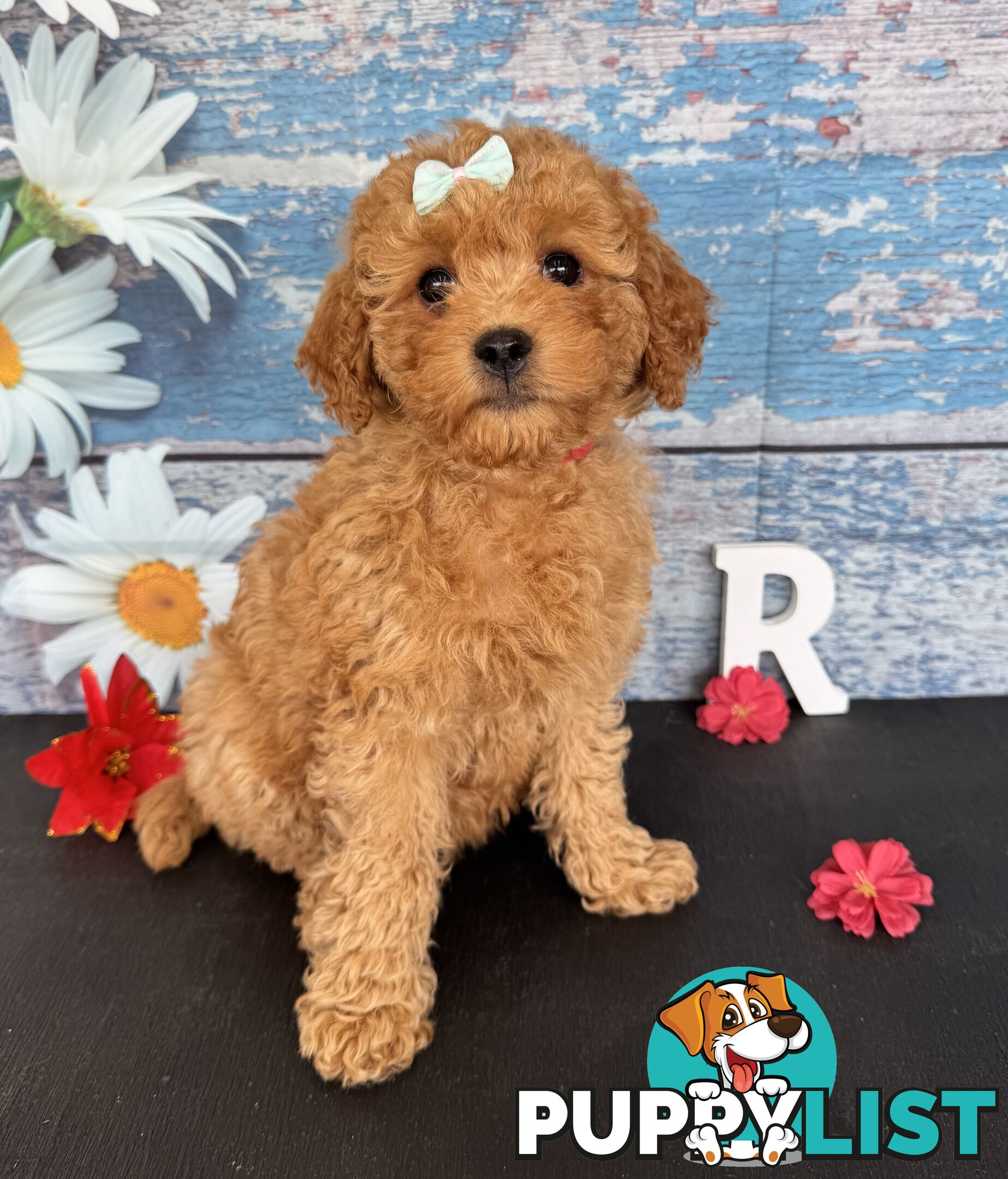 Toy Cavoodle Puppies