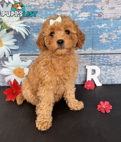 Toy Cavoodle Puppies