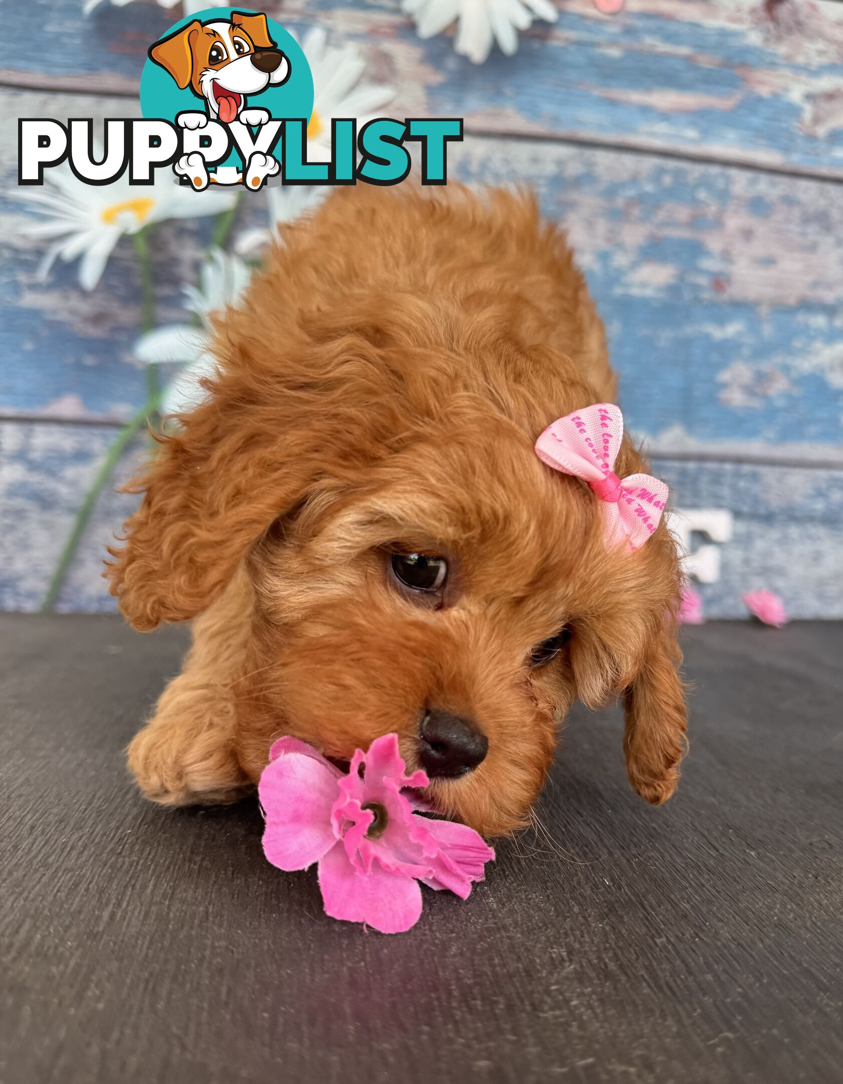 Toy Cavoodle Puppies