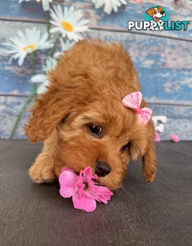 Toy Cavoodle Puppies