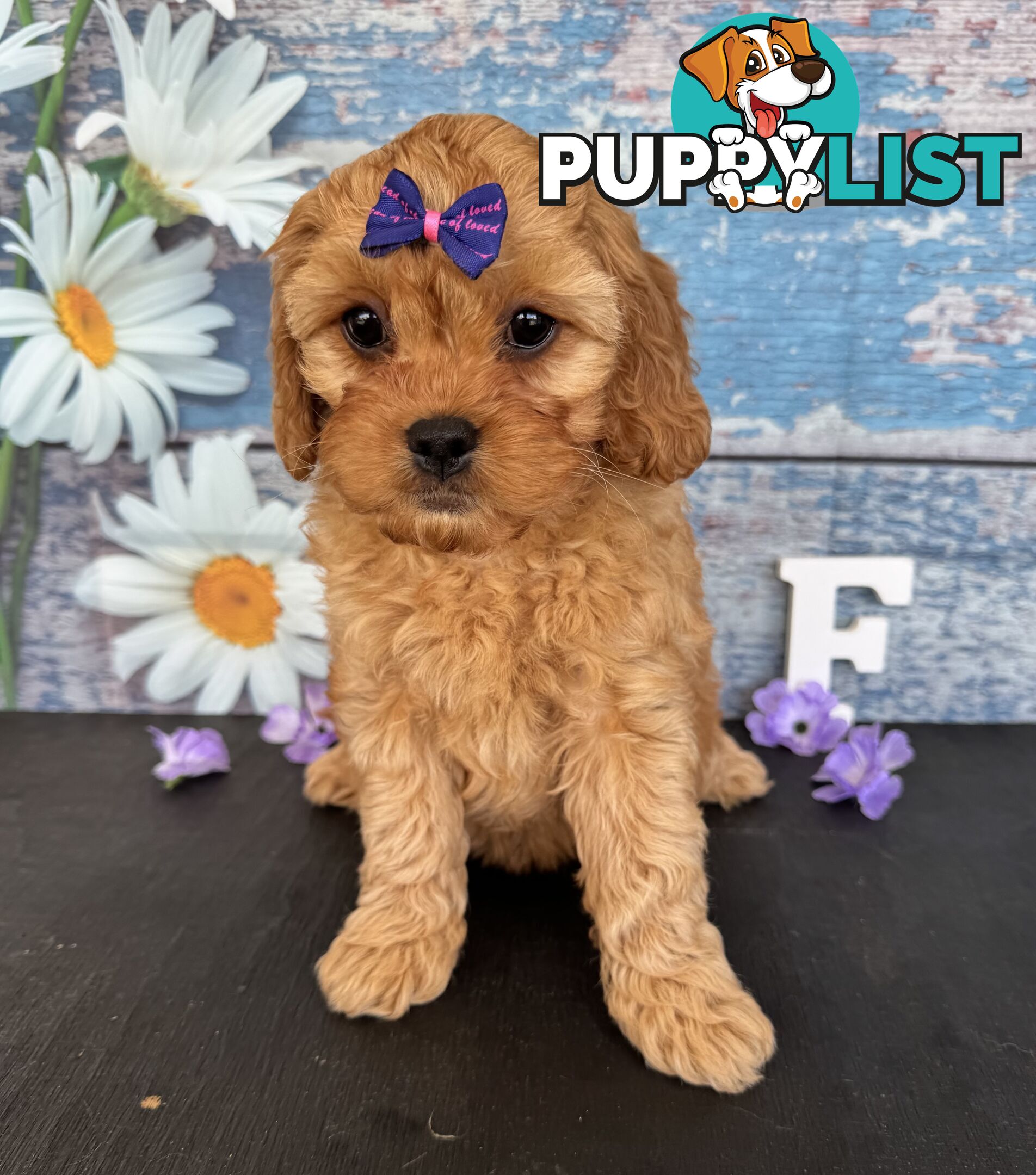 Toy Cavoodle Puppies