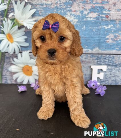 Toy Cavoodle Puppies