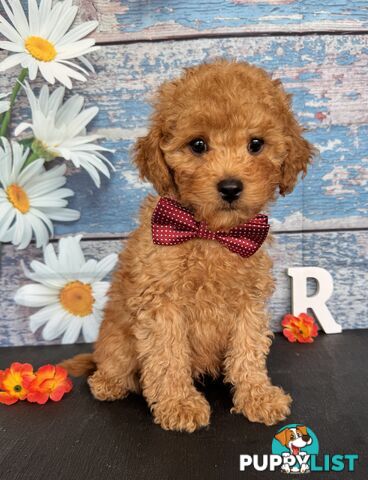 Toy Cavoodle Puppies