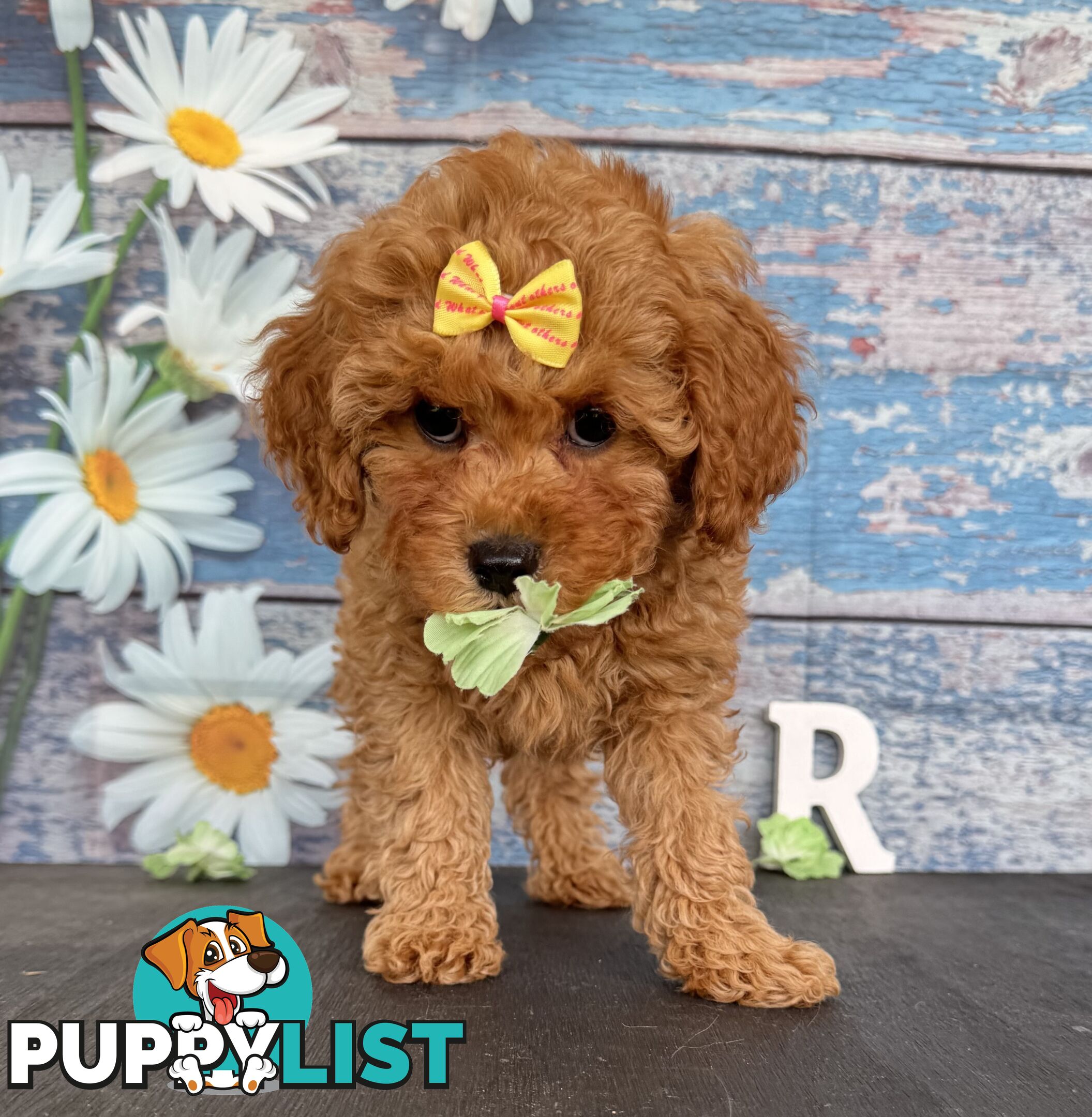 Toy Cavoodle Puppies