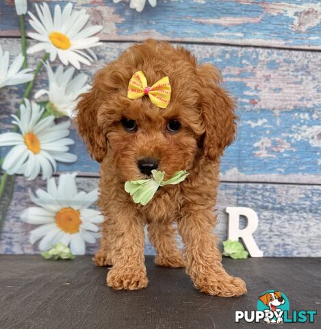 Toy Cavoodle Puppies
