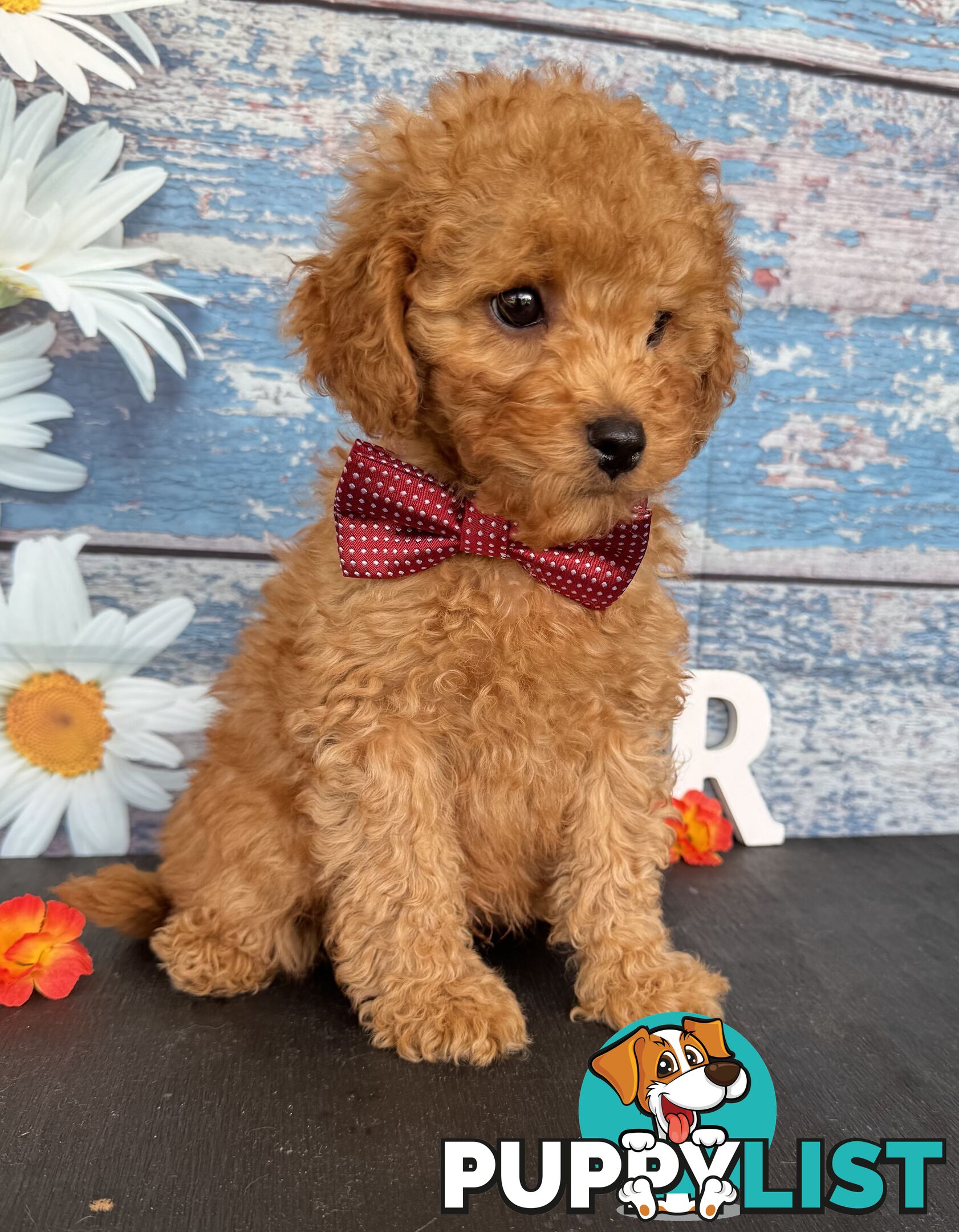 Toy Cavoodle Puppies