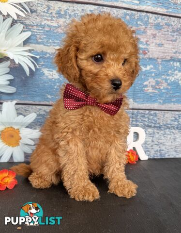 Toy Cavoodle Puppies