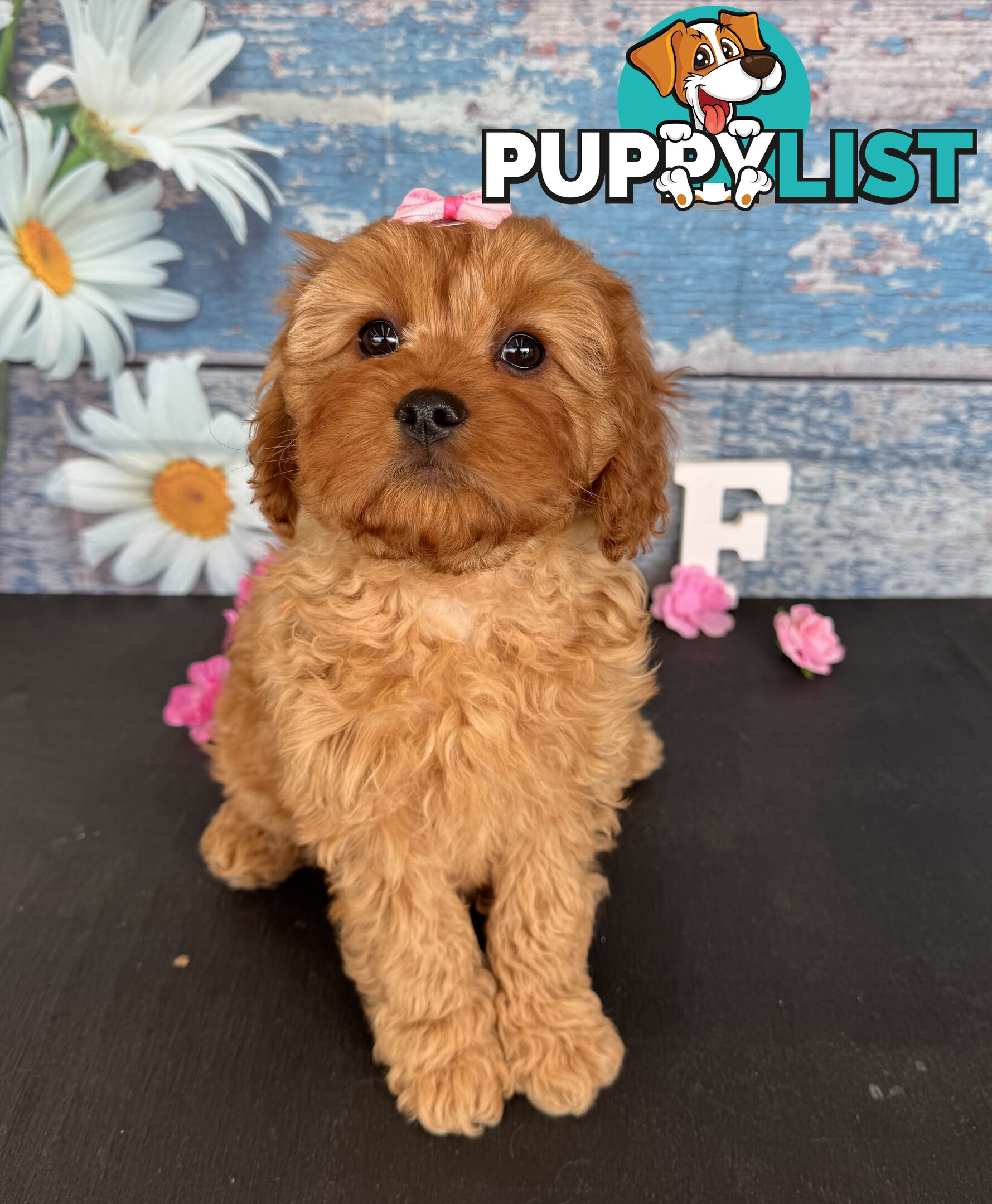 Toy Cavoodle Puppies
