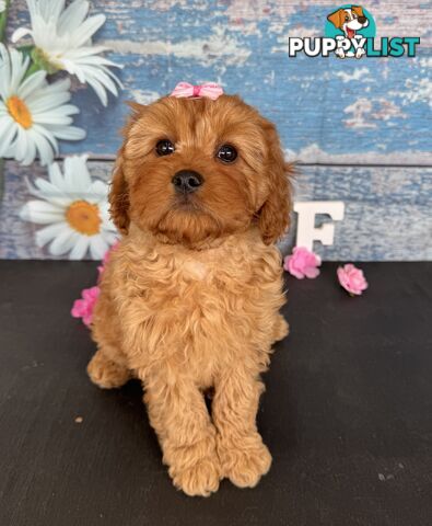 Toy Cavoodle Puppies