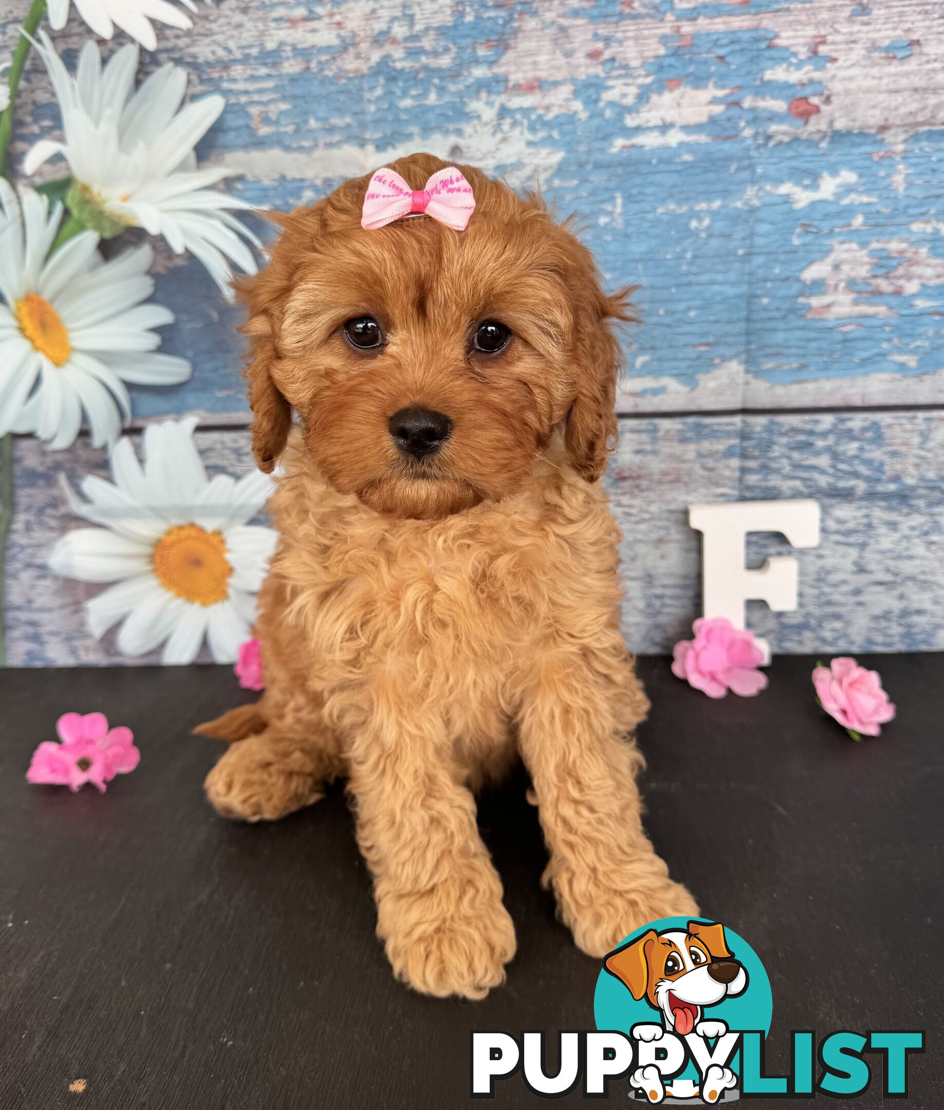 Toy Cavoodle Puppies