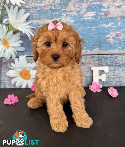 Toy Cavoodle Puppies
