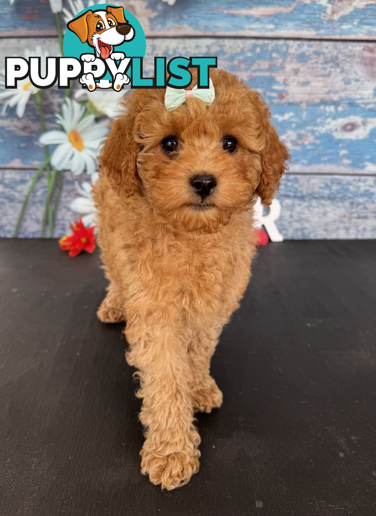 Toy Cavoodle Puppies