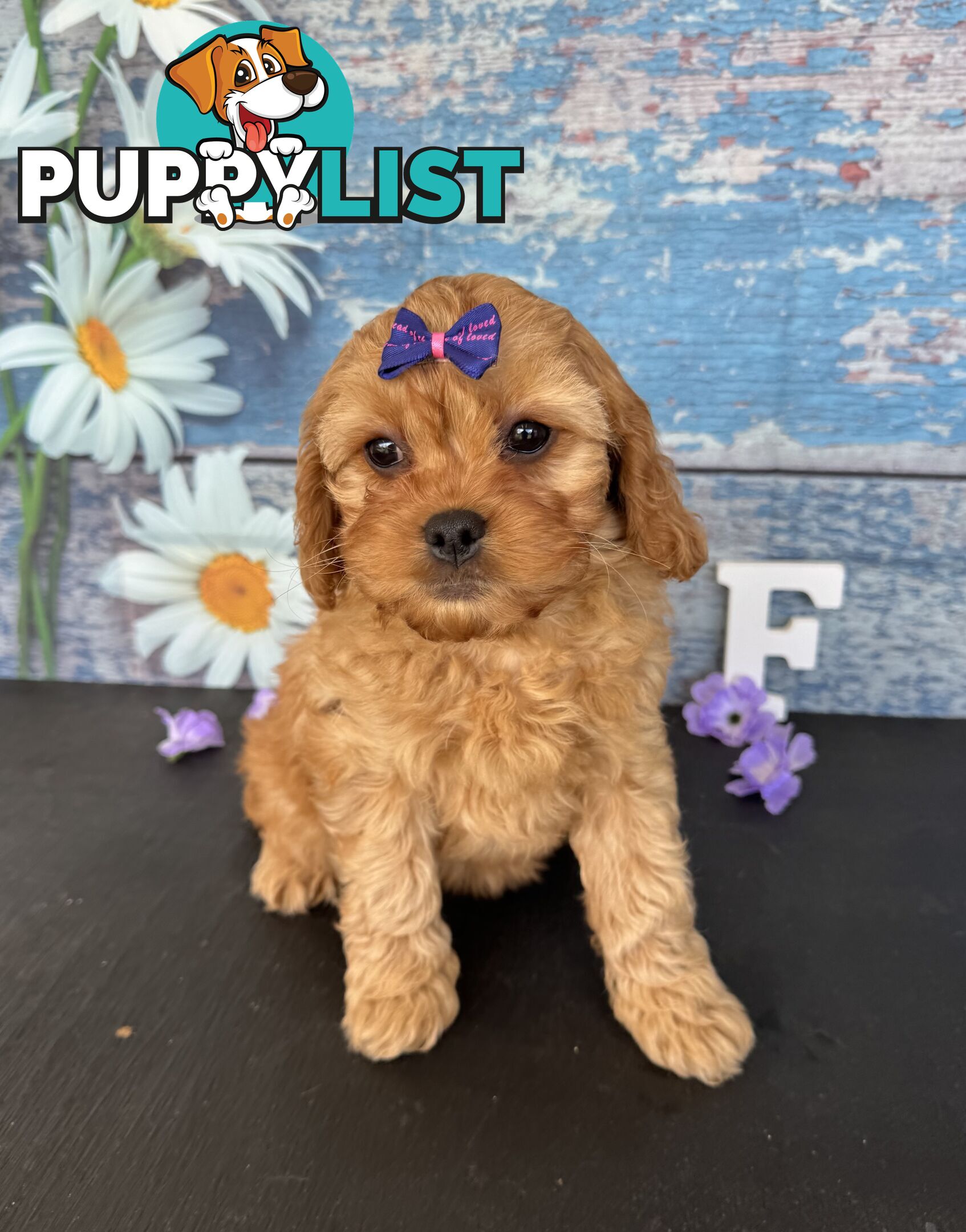 Toy Cavoodle Puppies